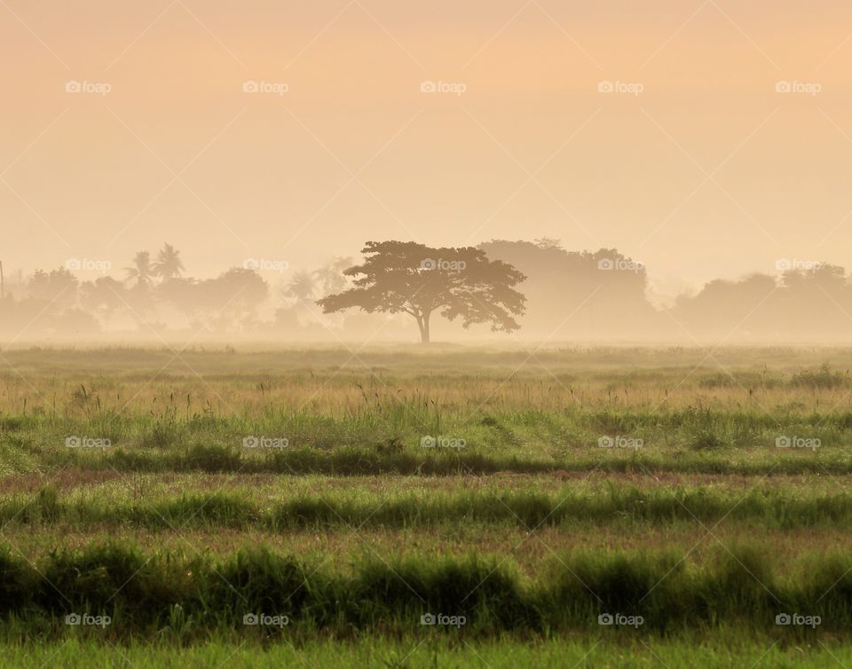 Lone Tree in a Pastel color of the Morning!