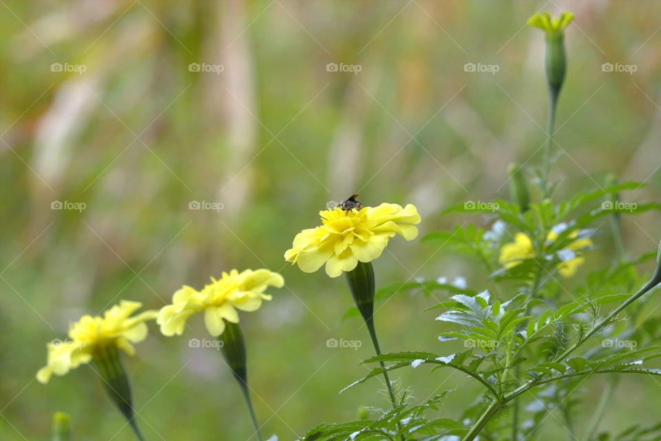 Bee in the spring flowers