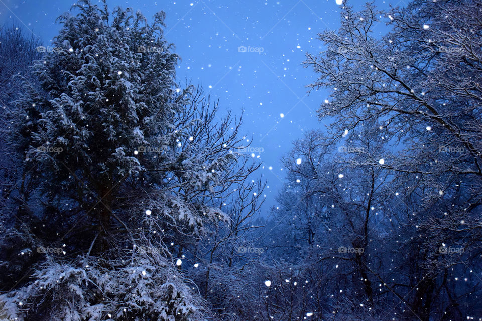 Low angle view of trees during snowfall