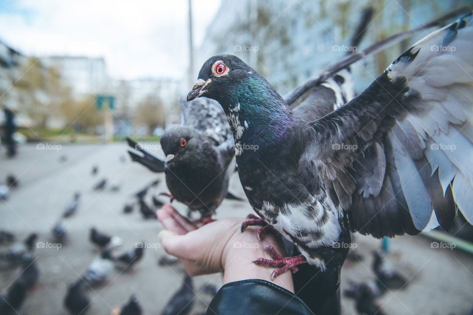 Feeding city doves