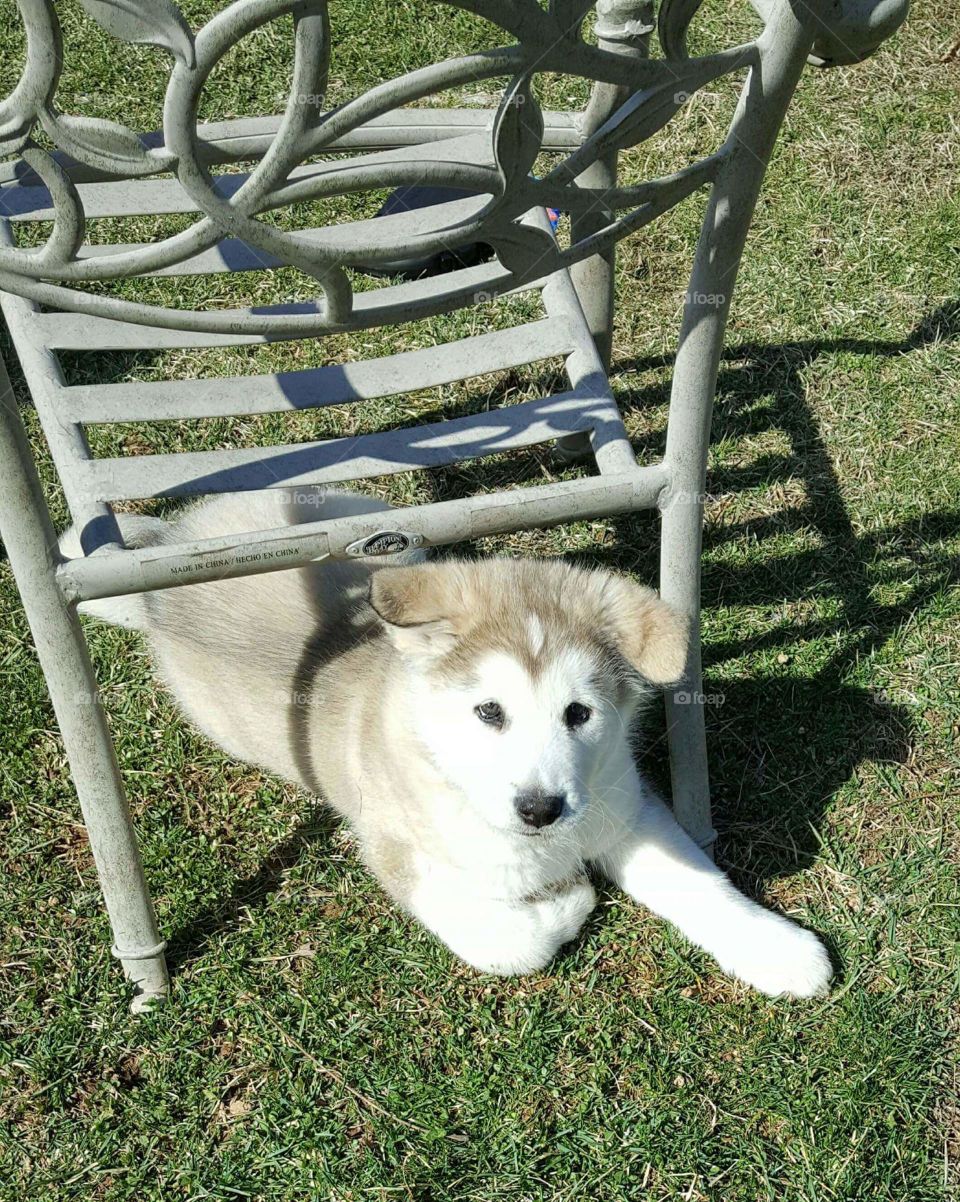 Adonis Alaskan Malamute lying under outdoor chair sunny day