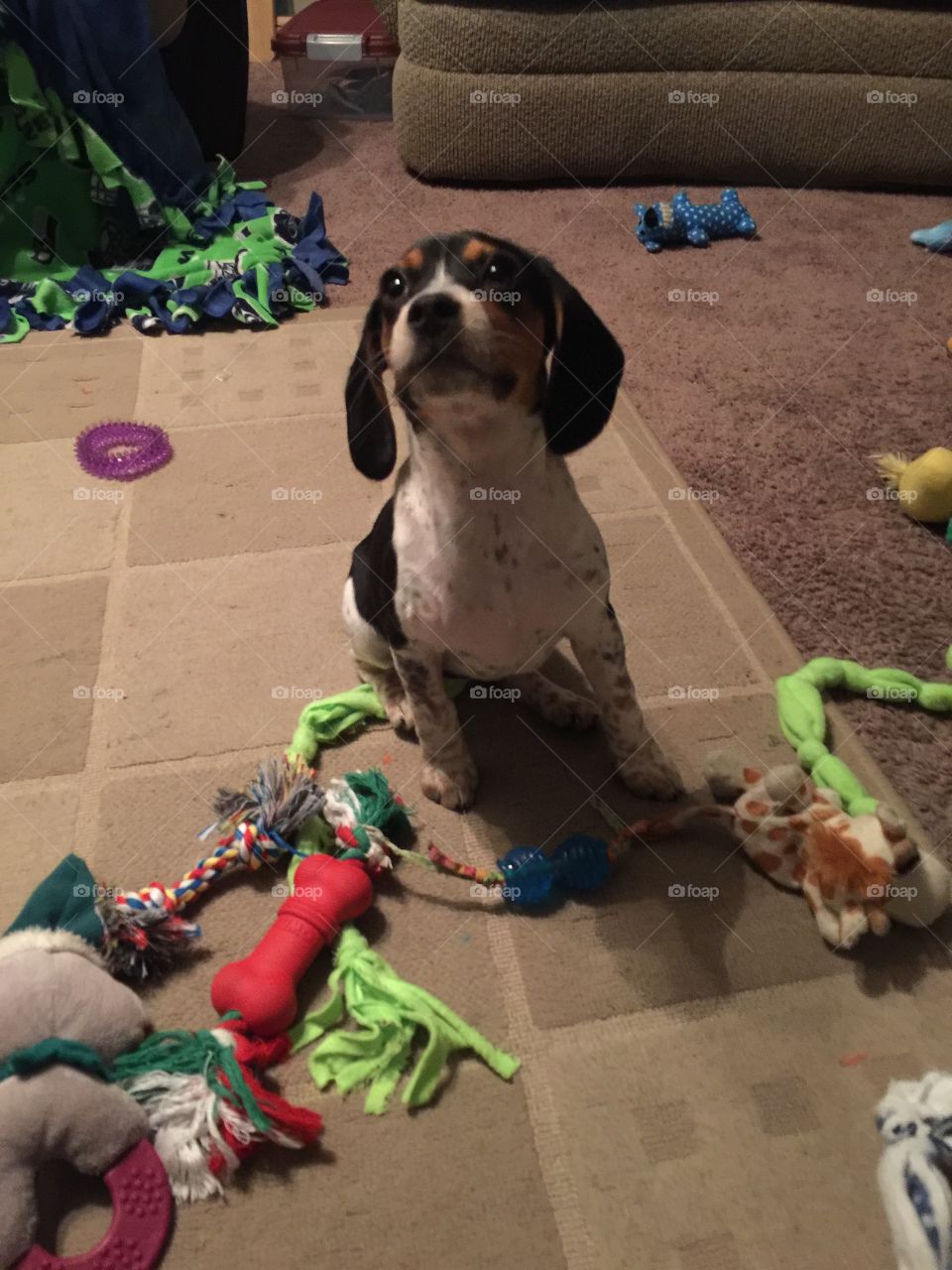 Oreo waiting for her treat