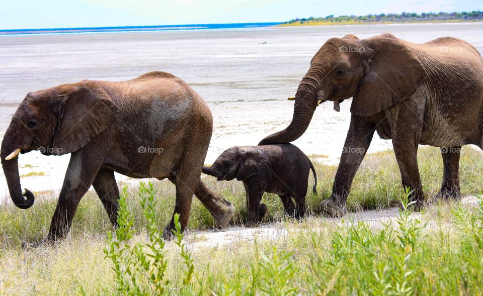 elephant family