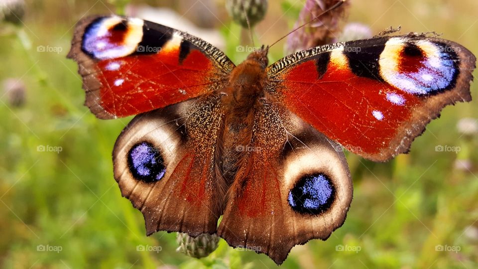 Peacock butterfly