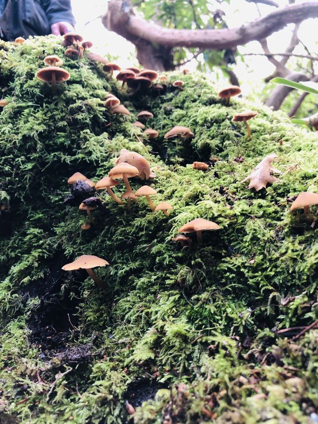 Mushrooms
