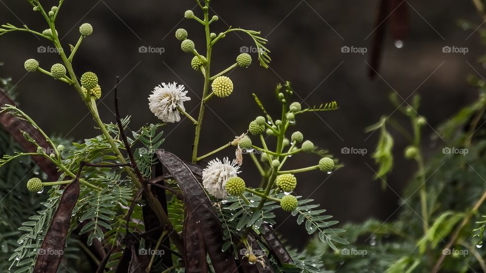 beautiful rain drops on a flower plants 