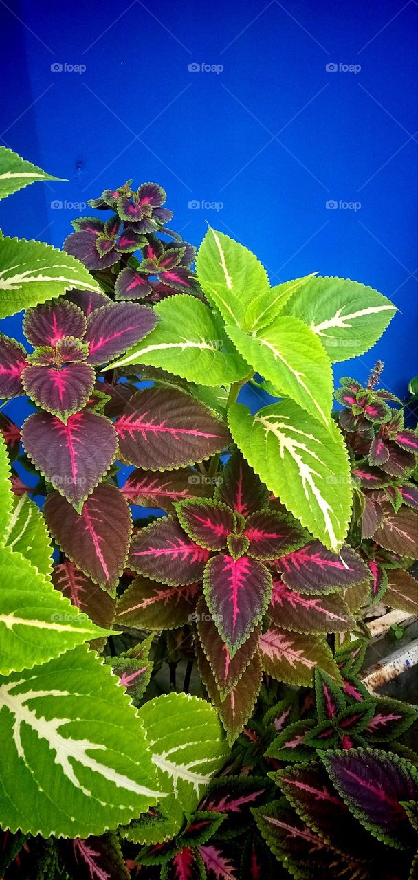 beautiful color combination of ornamental plants