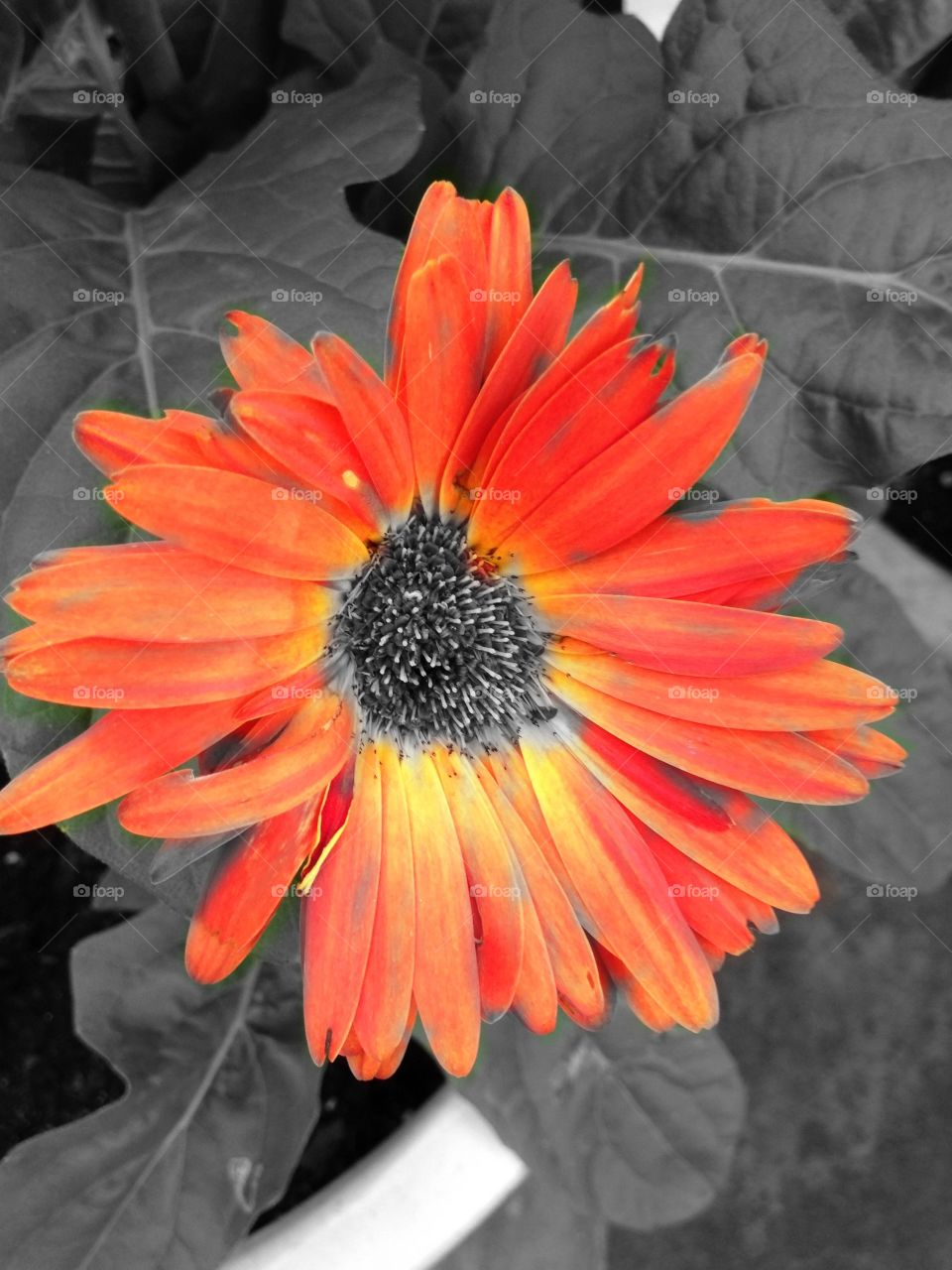 Orange flower 