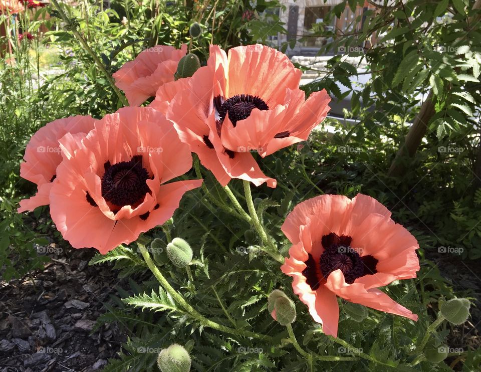 Poppies