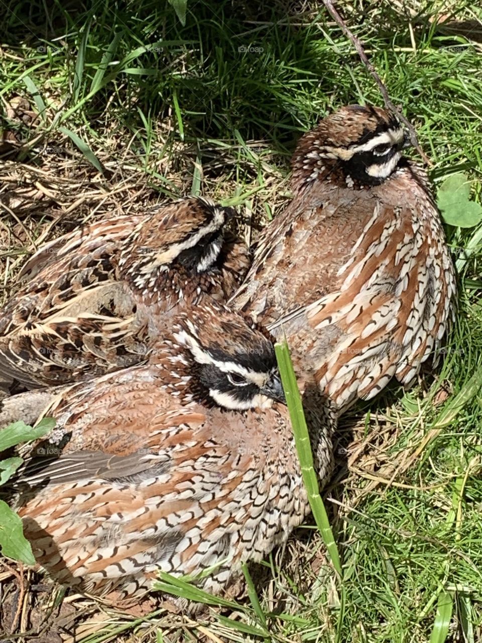 Bobwhite Quail