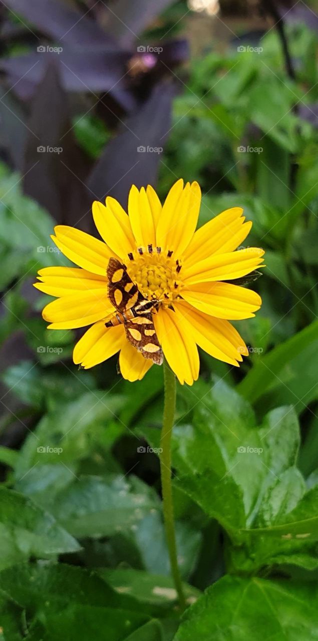 beautiful yellow flower, small, simple and splendid, it measures about 2 cm with a moth of its very striking color much smaller than the flower itself, just to admire