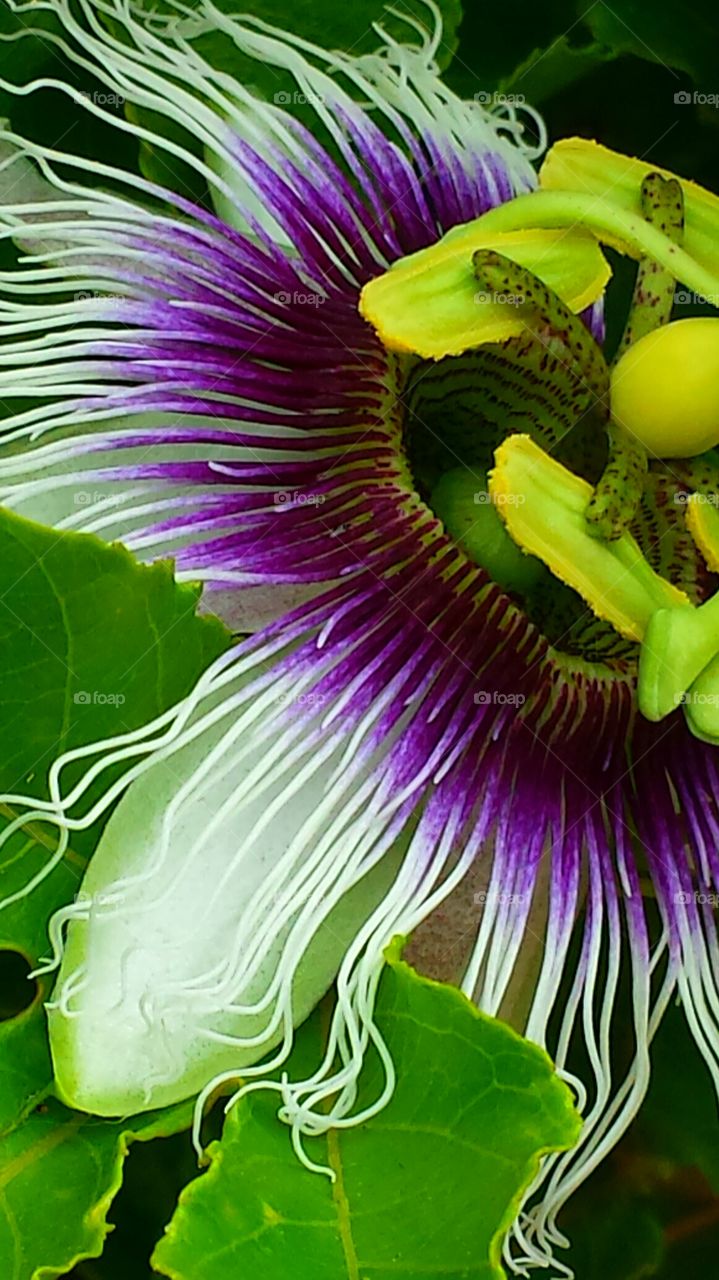 "Purple Passion Flower ". It is said that the components of the passion flower tells the story of the crucifixion of Jesus Christ.