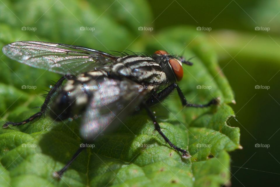 Close-up of housefly on leaf