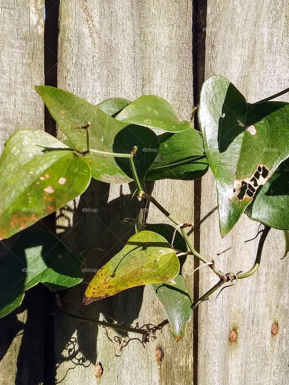 leaves on a vine