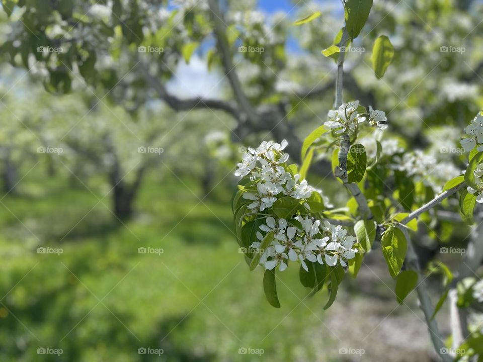 Apple garden in bloom 
