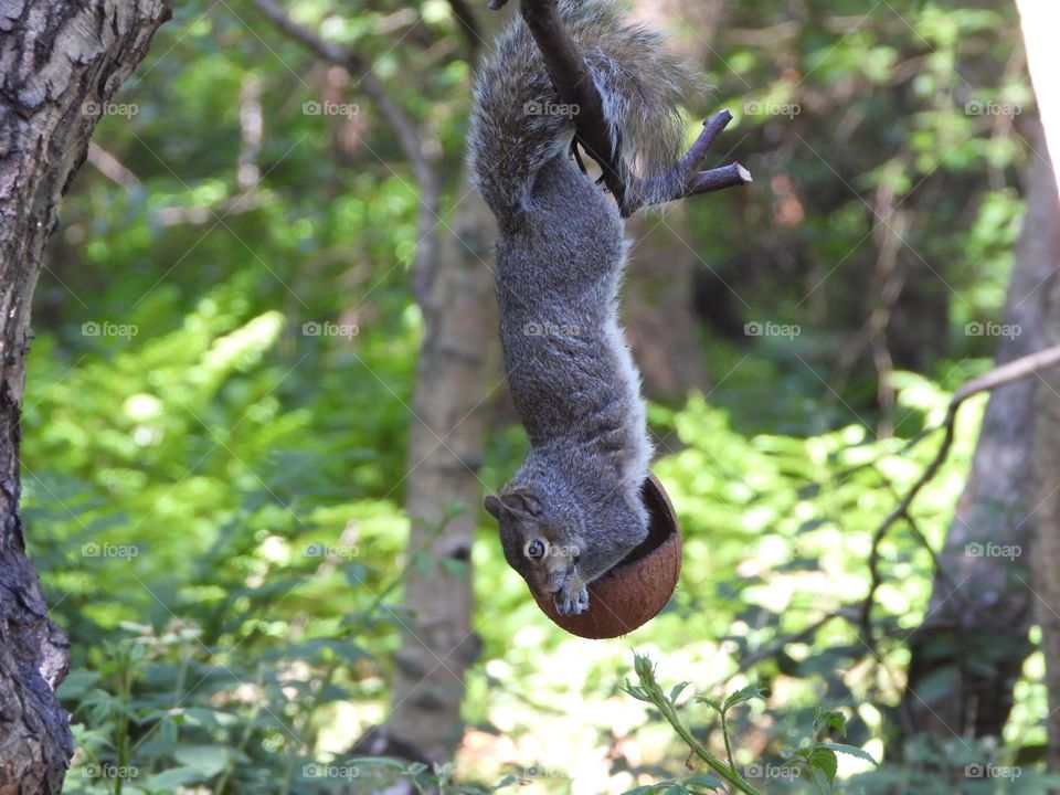 A squirrel at a feeder
