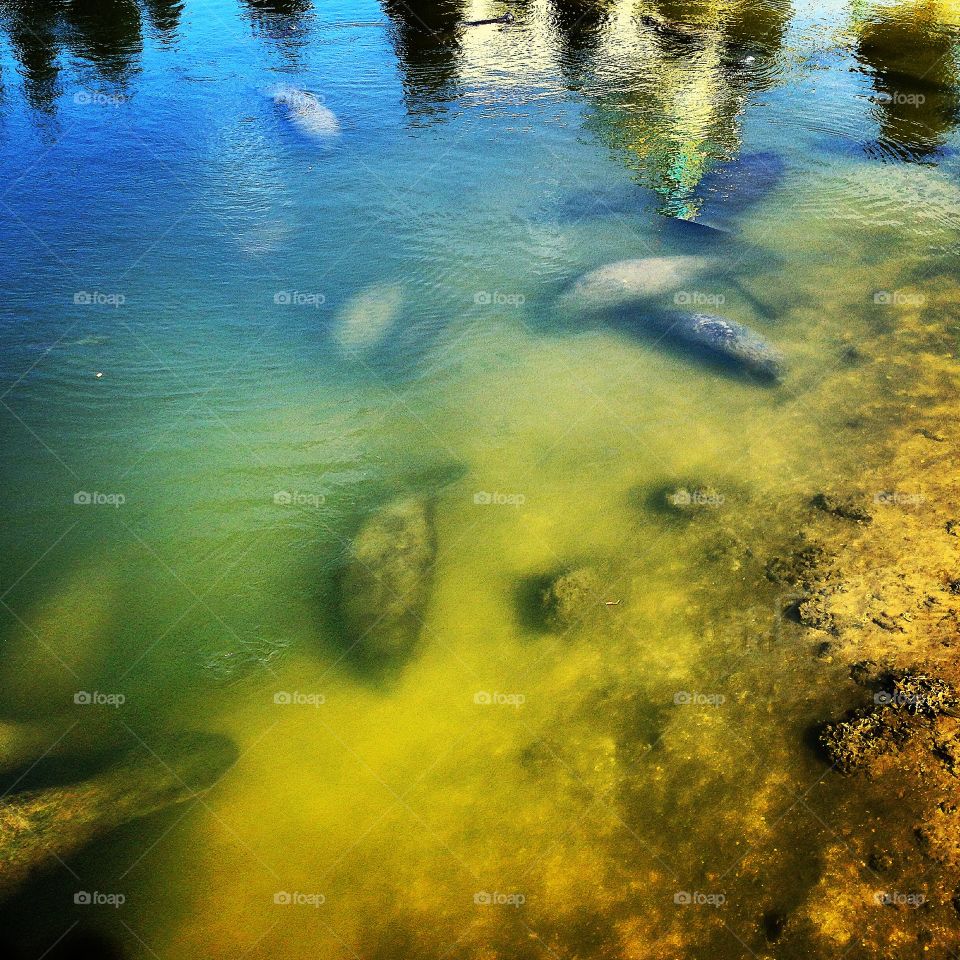 Florida manatees taking shelter in the warm water on a cold morning. 