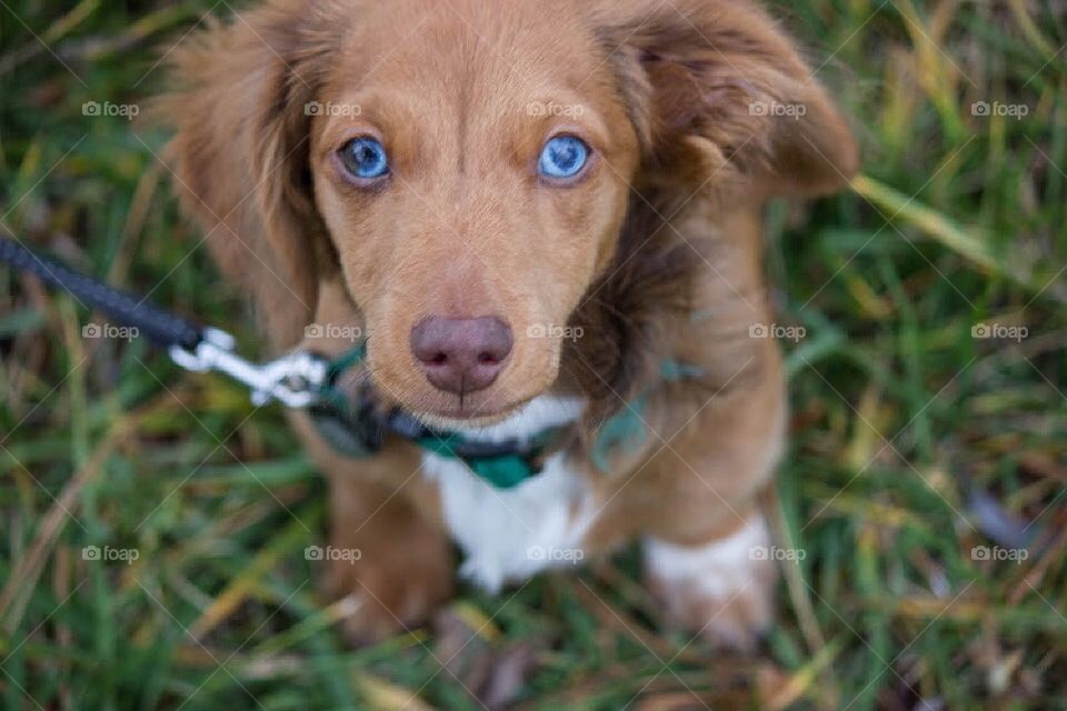 Long haired mini dapple dachshund puppy with brown nose and blue eyes sitting in the grass