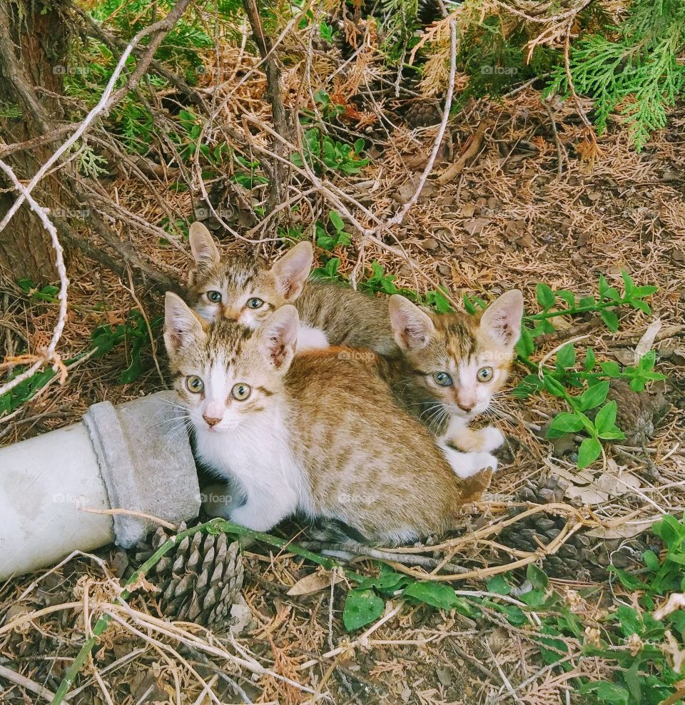 Little kittens in autumn