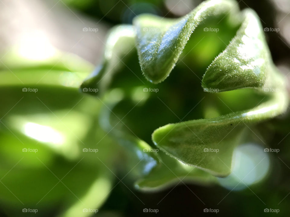 Before being yellow they just look like this. Hope you can guess what kind of this flower becuase I' not, sorry.