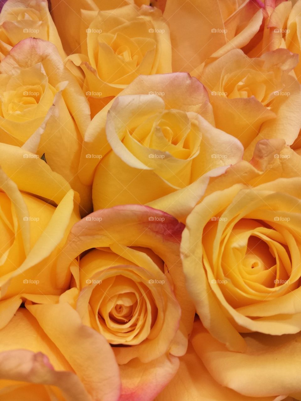 Yellow Roses