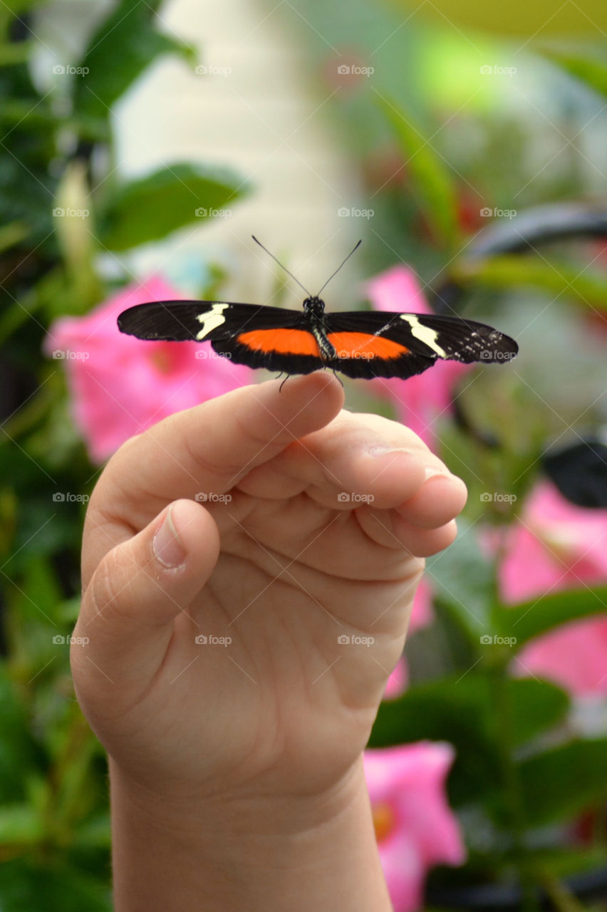 Butterfly in sanctuary