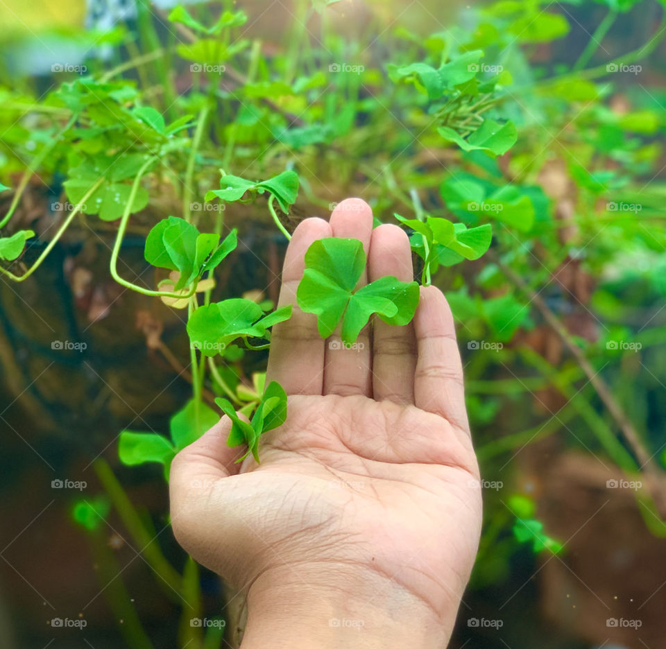 Four leaf clover in hand