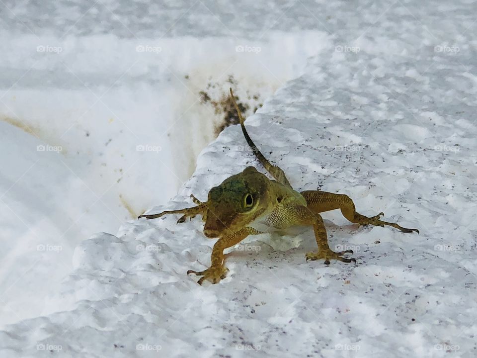 Small lizard looking at camera