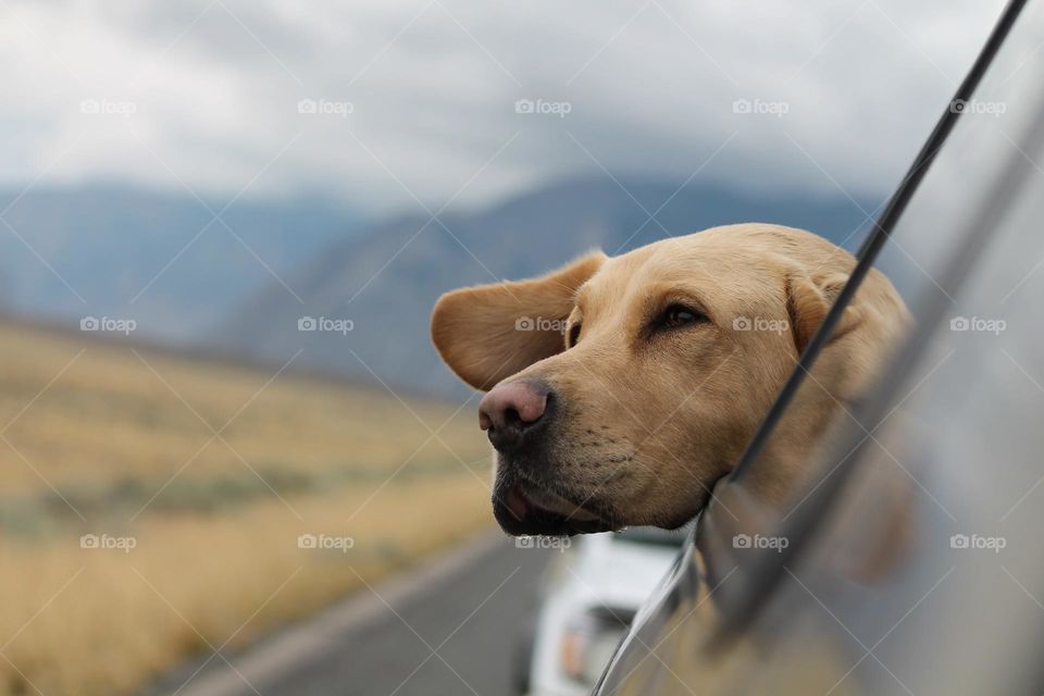 so cute dog in the car window