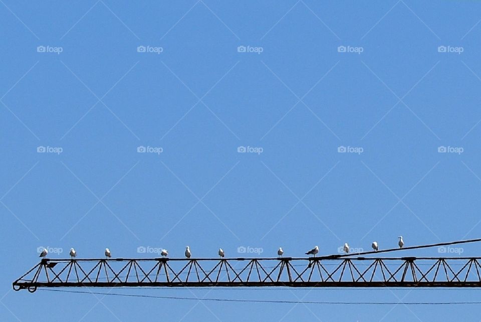 seagulls on crane
