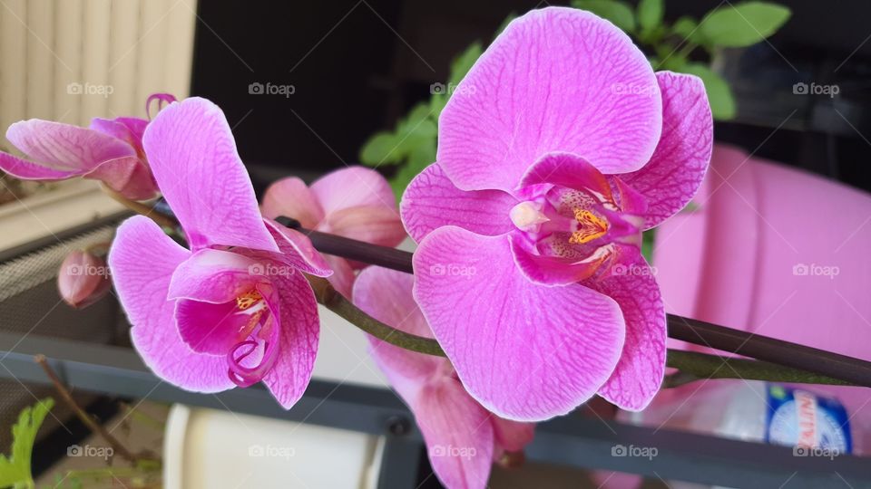 orchidée