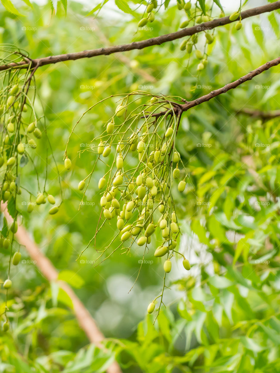 Azadirachta indica, commonly known as neem, nimtree or Indian lilac, is a tree in the mahogany family Meliaceae. Its fruits and seeds are the source of neem oil.