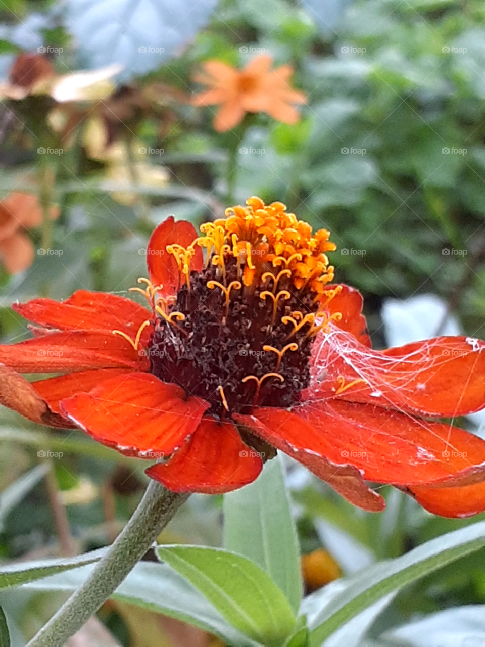 portait of an orange  flower with a spider web.