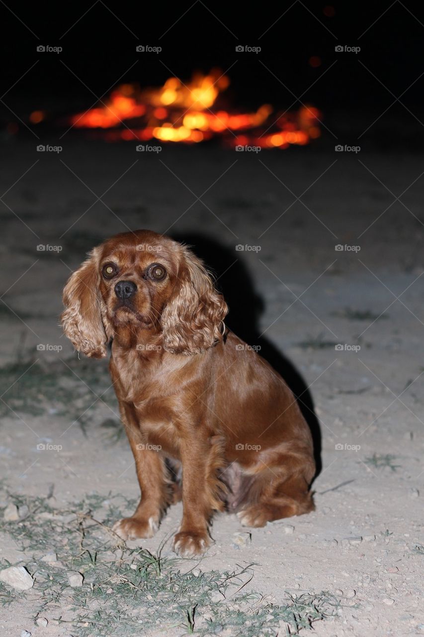 King Charles Spaniel at bonfire