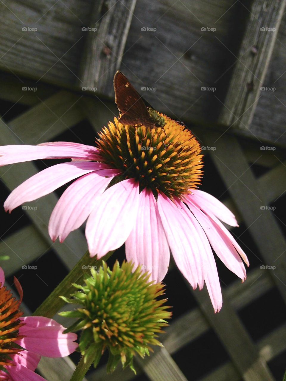 Lattice background with Pink Coneflower and tiny winged insect on top. Sunny garden.