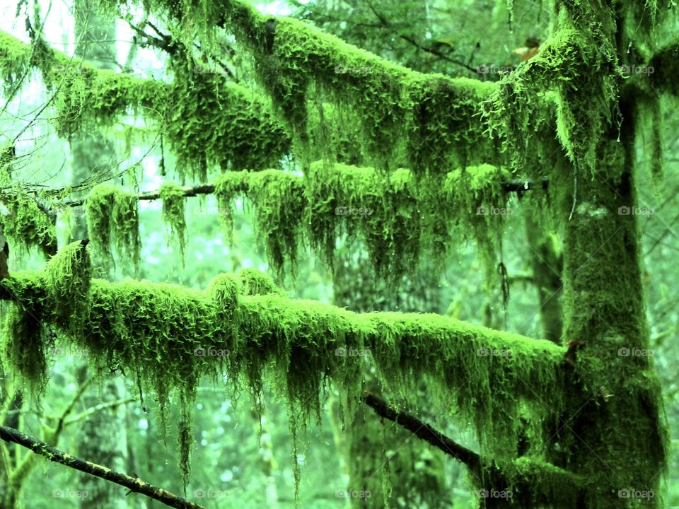 Vibrant green moss envelopes the dark grey trunks & branches of the trees in a shot of fading winter daylight in a Pacific Northwest rain forest. Desktop enhancement highlights the colour, texture and contrast of the moss. 💚