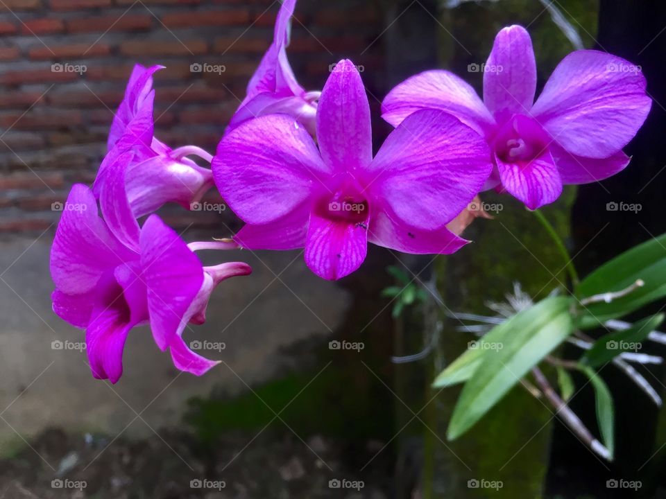 Orchid flower