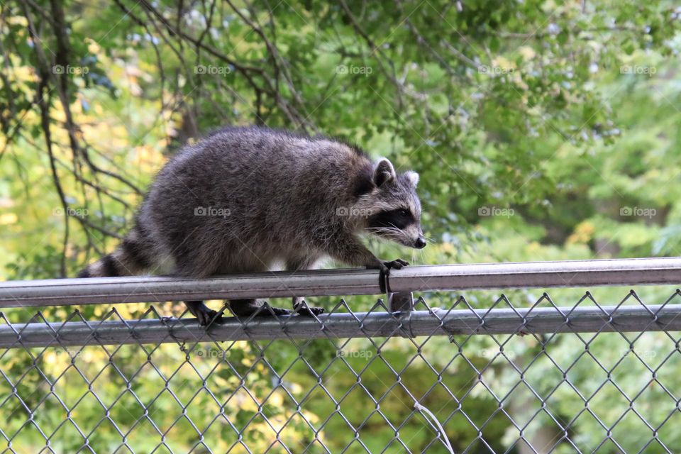 Racoon is walking on a fence