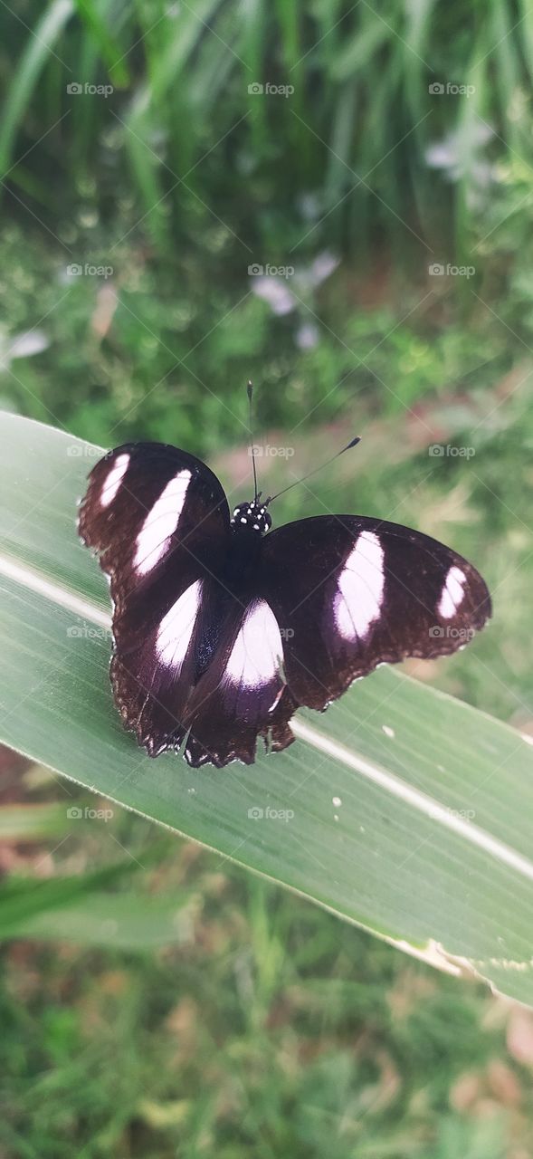 black and white butterfly