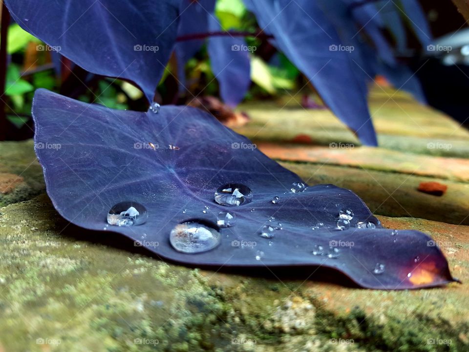 Water drops on leaf