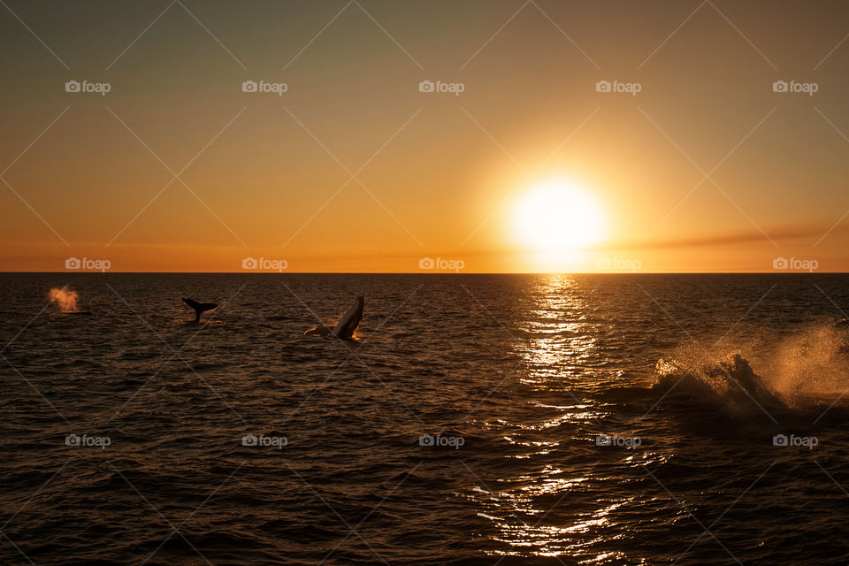 Whales jumping in the ocean in sunset 