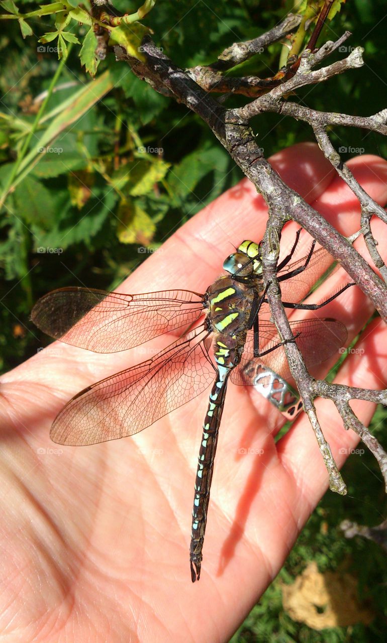 Dragonfly on tree branch