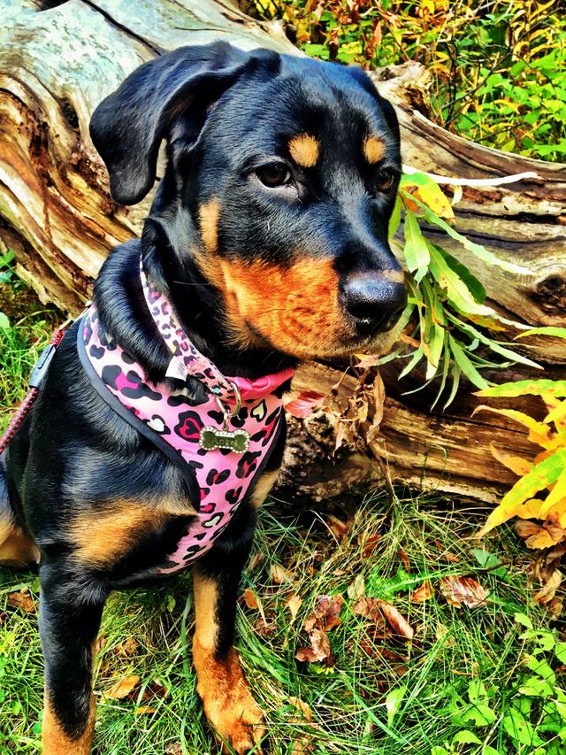 Chubby Rottweiler puppy sitting