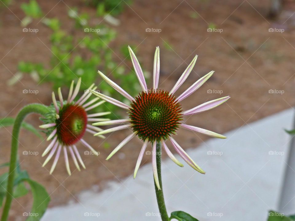 This is spring - Coneflower - An attractive perennial with purple (rarely white), drooping rays surrounding a spiny, brownish central disk.