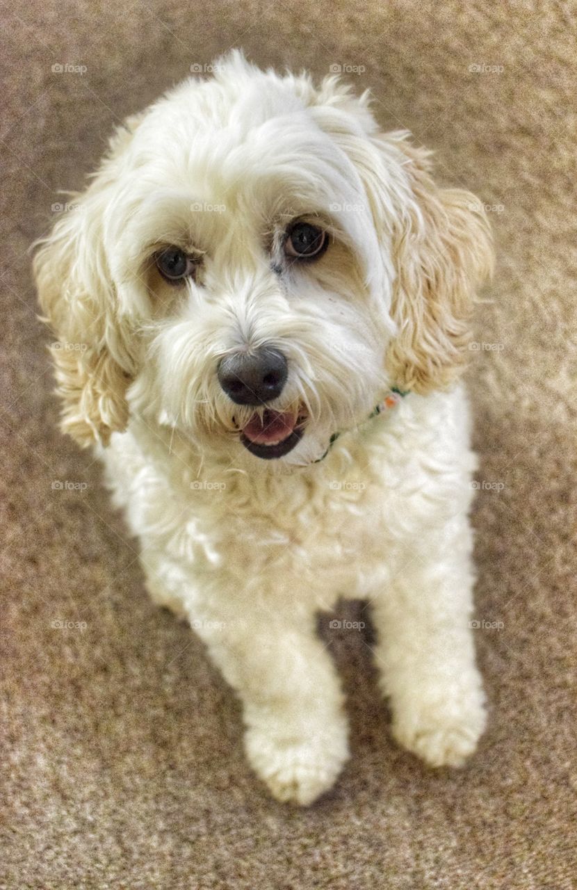 Happy Little Cockapoo