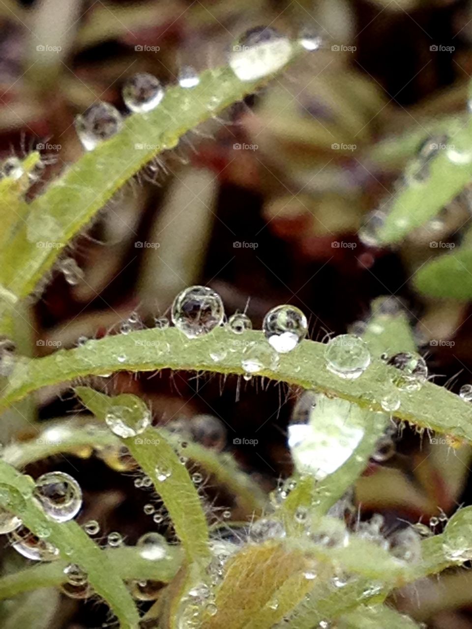 Life in a drop of rain