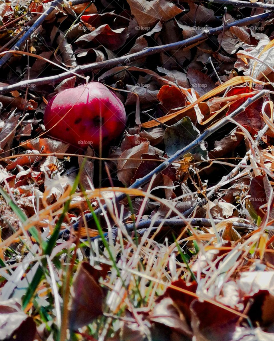 fruit on fall's leaves
