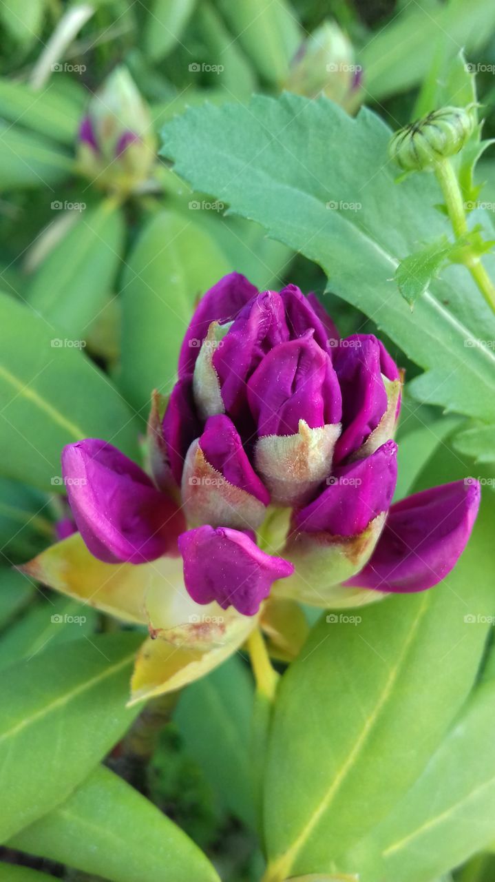 rhododendron bloom