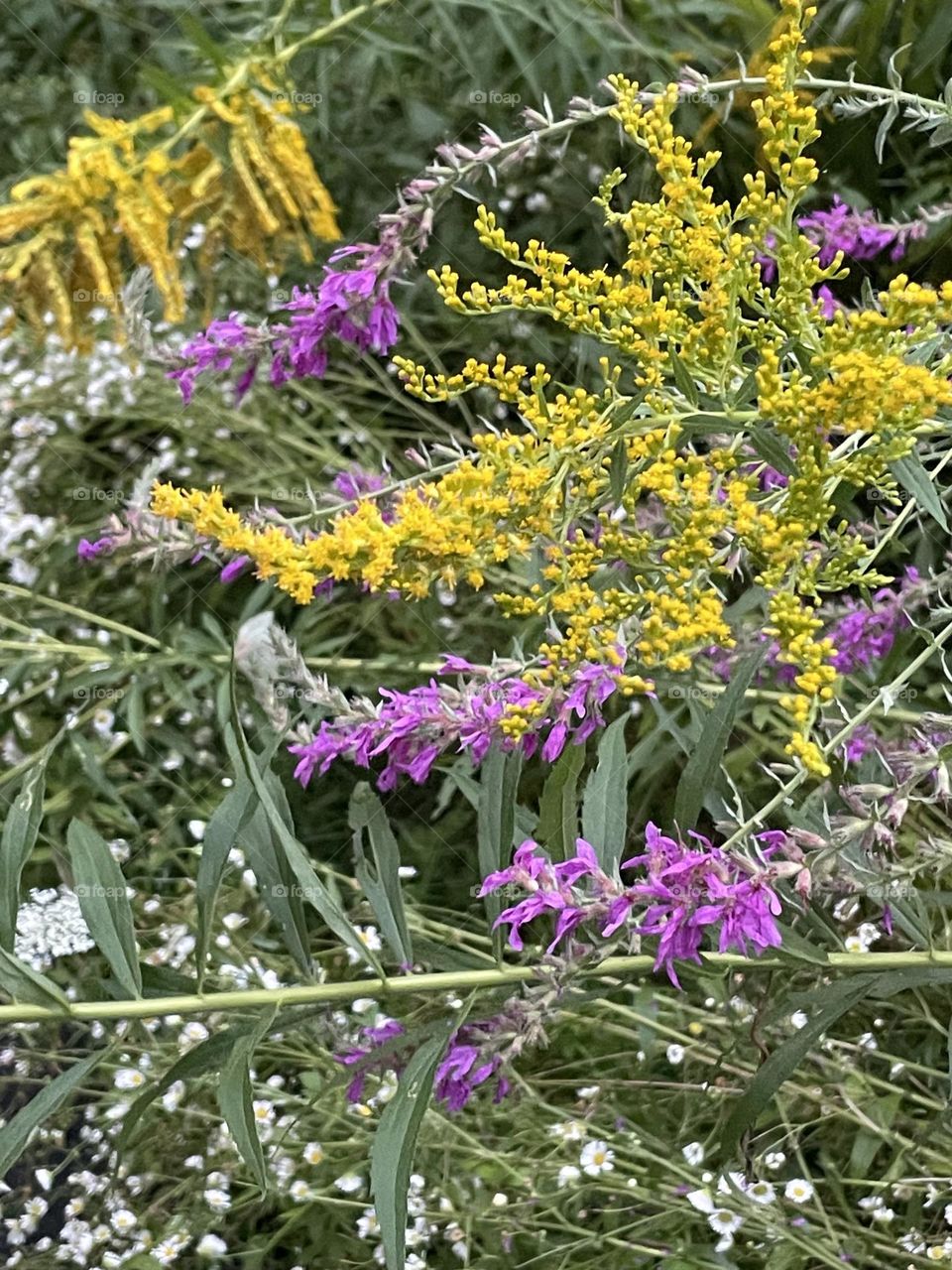 A stunning garden patch blanketed in the bold, contrasting colors of purple and yellow. Purple loosestrife stands tall with its vibrant, spiky clusters of purple flowers. Surrounding them, goldenrod blooms in dense clusters of bright yellow.