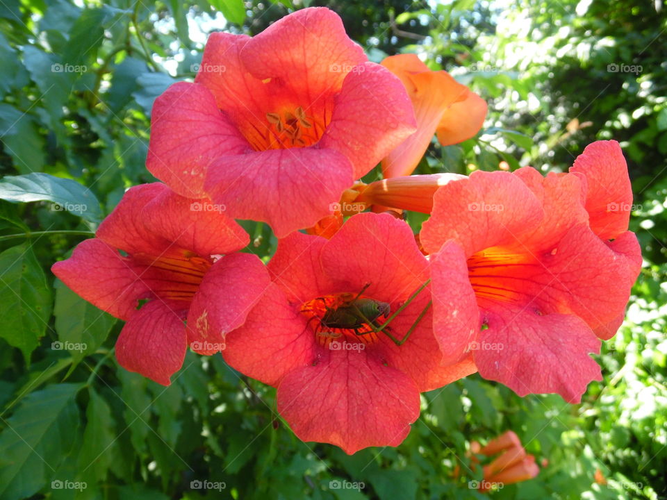 grasshopper garage. caught this grasshopper parked in his flower garage